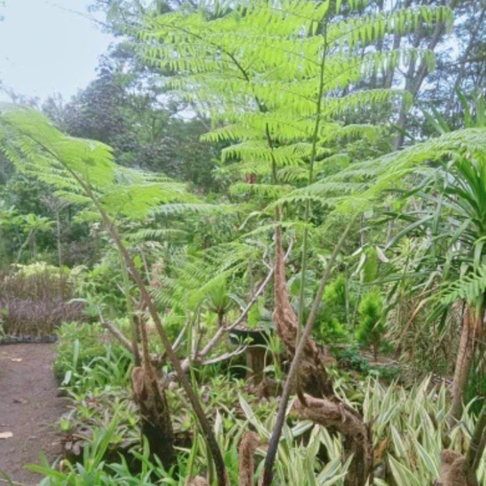 tanaman tropis pakis monyet 1 meter batang