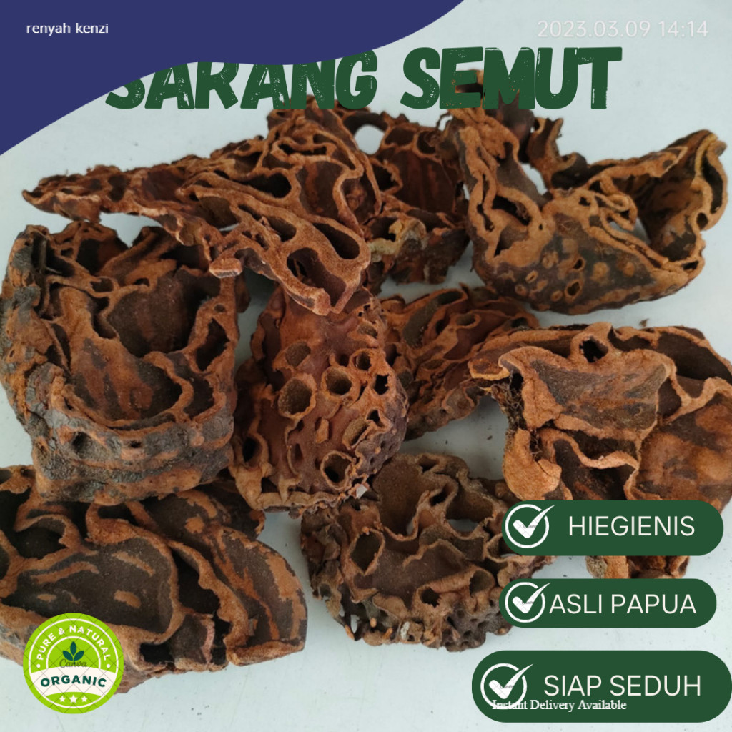 

SARANG SEMUT OBAT HERBAL ASLI PAPUA 100%AMPUH