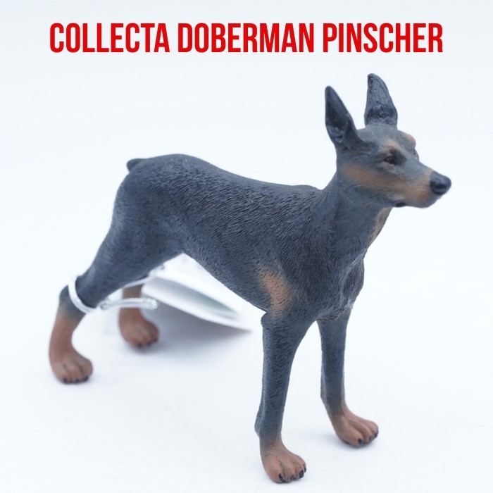 Collecta 88086 Doberman Pinscher Dog Anjing Canis lupus familiaris Mainan Figure Binatang Miniature 