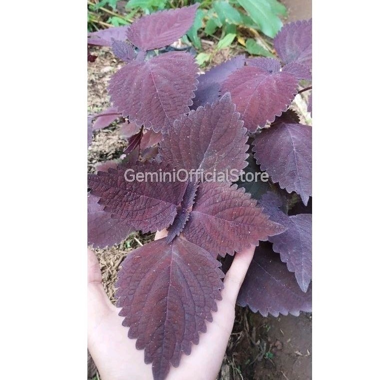 DAUN MIANA HERBAL ( JAWER KOTOK ) Segar _