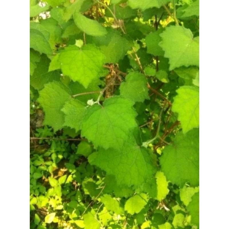 

SAHABATANI daun pulutan/ pungpurutan segar herbal 300gram