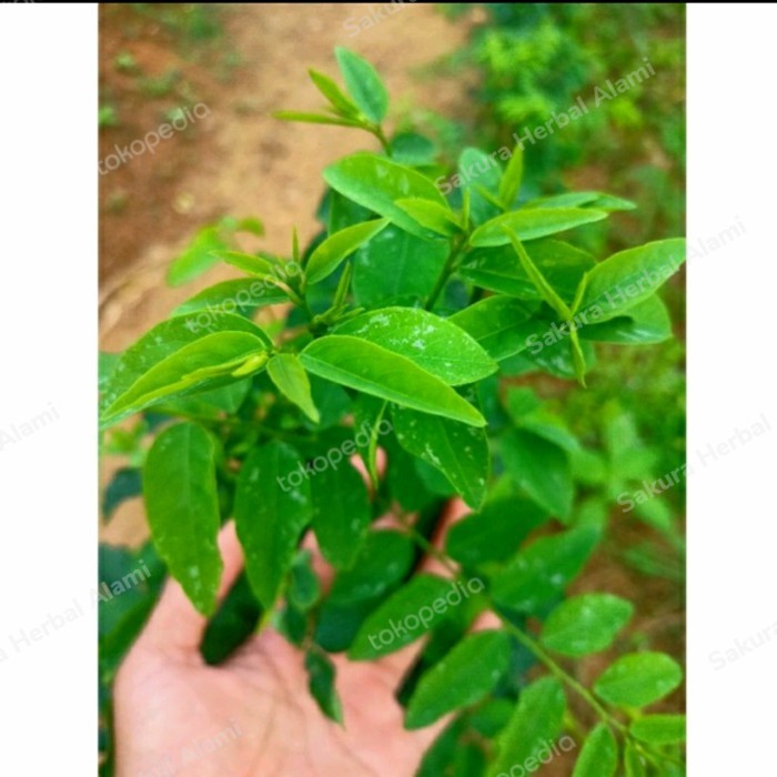 

pucuk daun katuk 100gram buat menambah asi