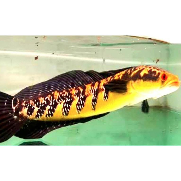 Channa Ys ukuran 20cm - 22cm harga grosir filter