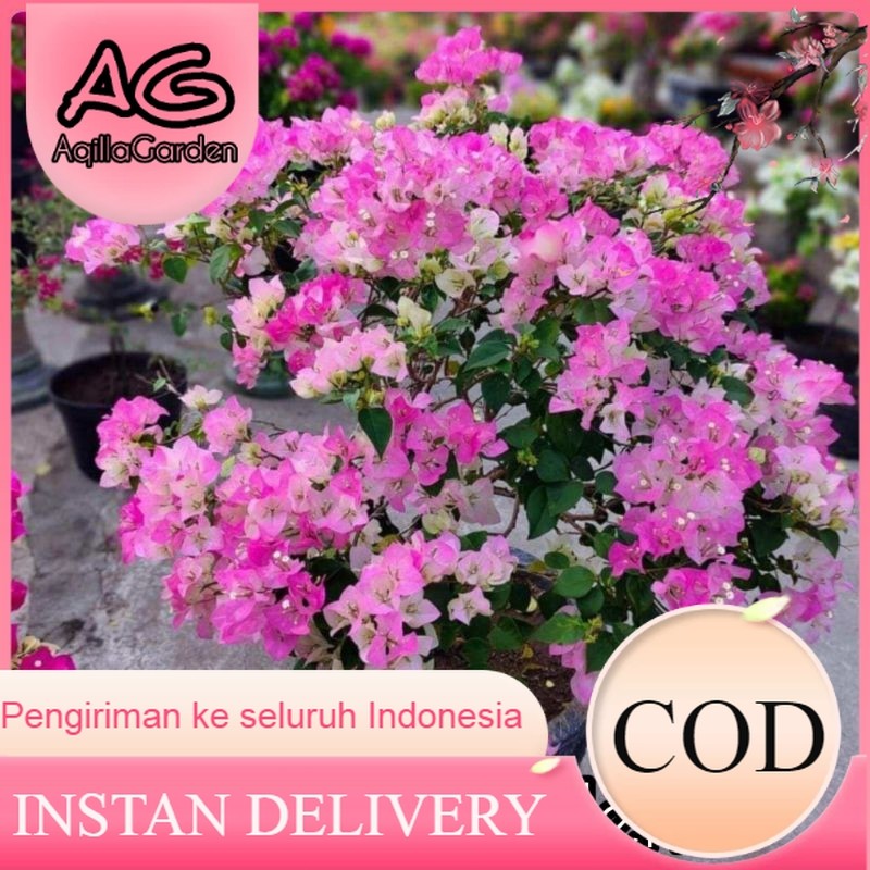 Bugenville Singapore - Bougenville