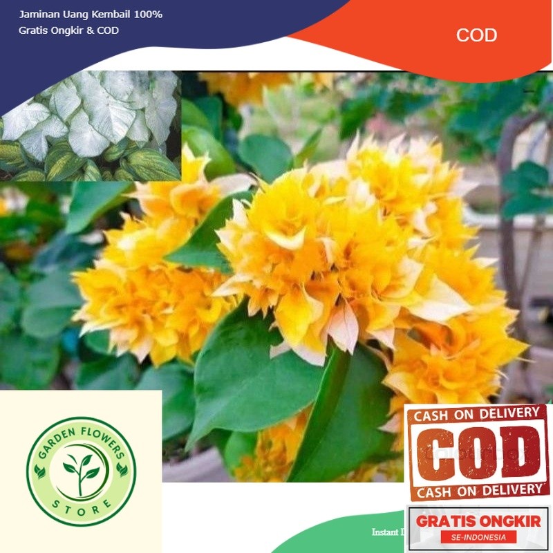 Tanaman hias hidup bibit bunga Bougenville bunga tumpuk kuning aushi gold (COD)
