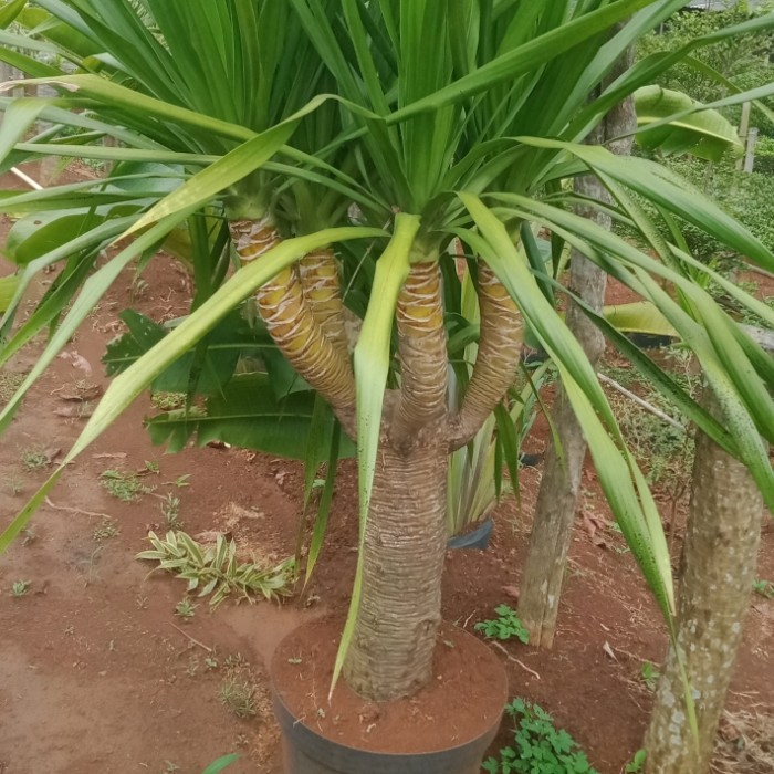 pohon pandan bali cabang