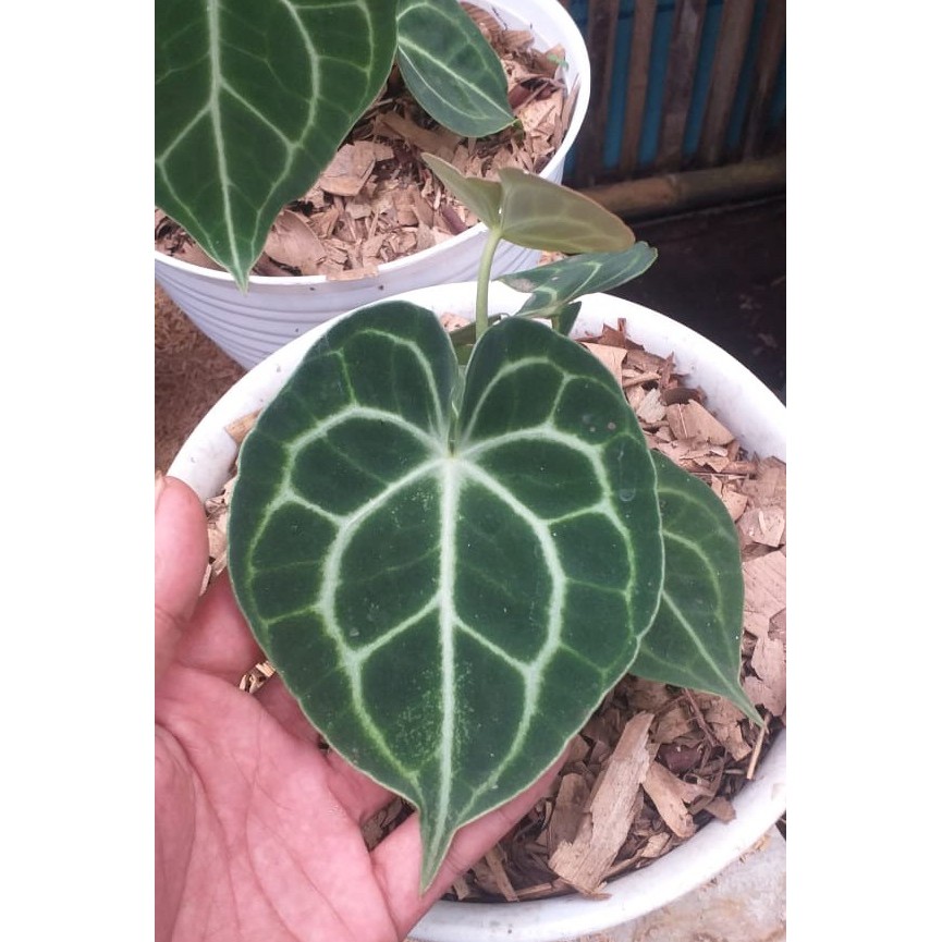 Tanaman hias kuping gajah tarantula original asli