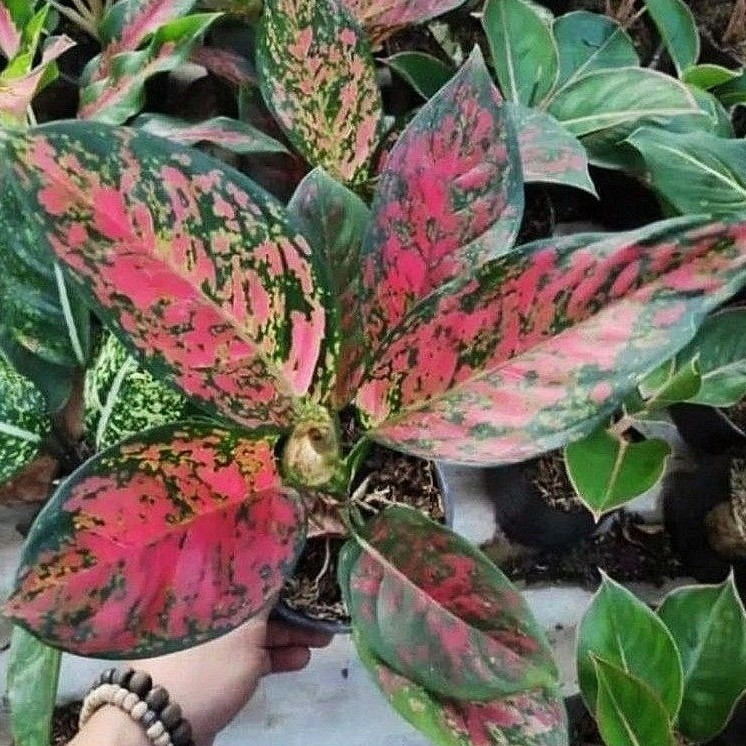 ( BISA COD ) Tanaman Hias Aglonema Red Venus Besar Rimbun Bunga Hias Aglaonema Venus Bisa Indoor & O