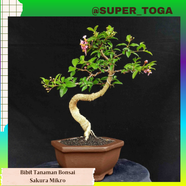 promo bibit tanaman bunga sakura mikro bahan bonsai bibit sakura mikro bibit sakura mini bibit sakur