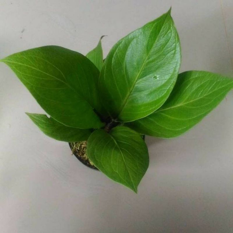 ANTHURIUM COBRA CATALOG/BIBIT ANTHURIUM JEMANI COBRA