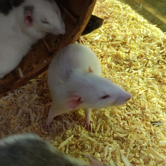 SALE -pet rat / fancy rat / rat hias jenis Husky dumbo ear tikus jinak, tidak gigit dan sangat sosia