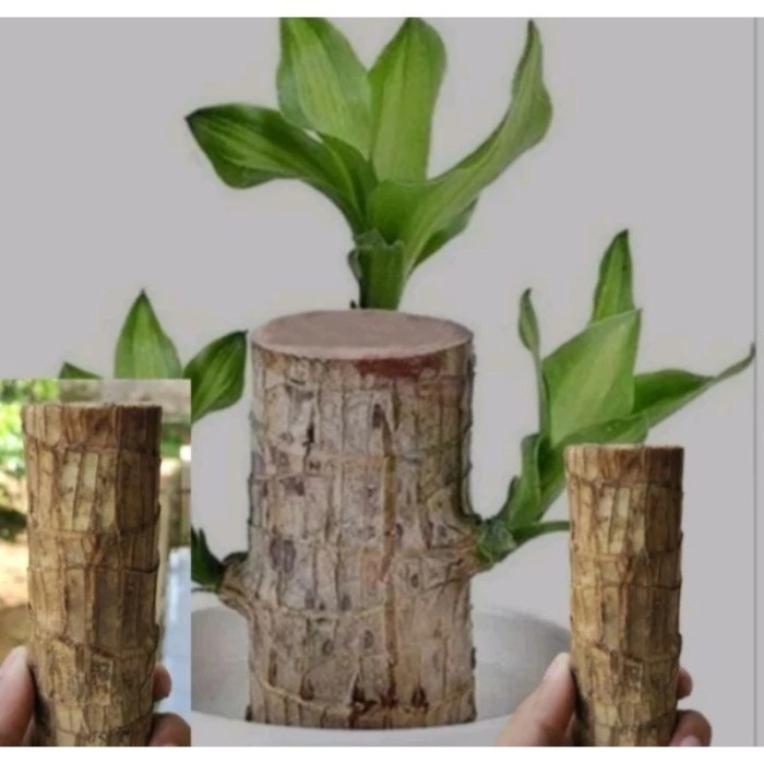 

tanaman hijau dekstop dalam ruangan pot kayu brazil,brazil wood bahan bonsai