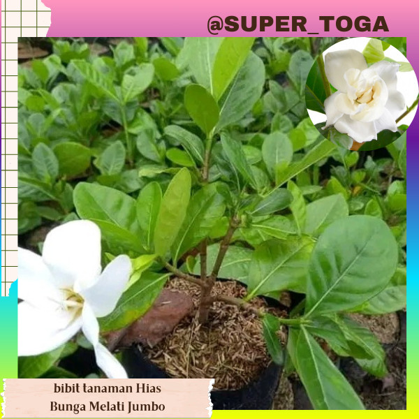 promo bibit melati wangi jumbo bibit melati jumbo bibit kaca piring bibit bunga melati wangi jumbo b