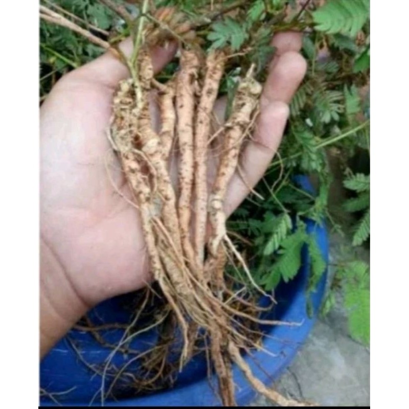 

SAHABTANI Jual Khusus Akar Putri Malu 250gr