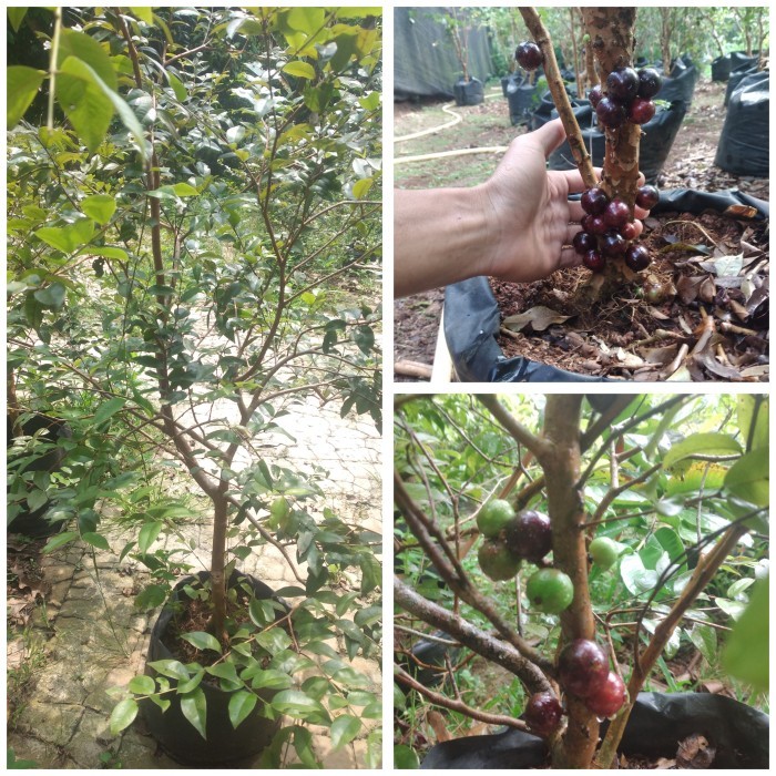 pohon anggur brazil preco berbuah