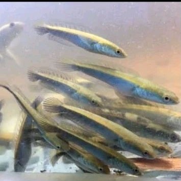 ikan chana YS yellow sentarum 12-13 cm