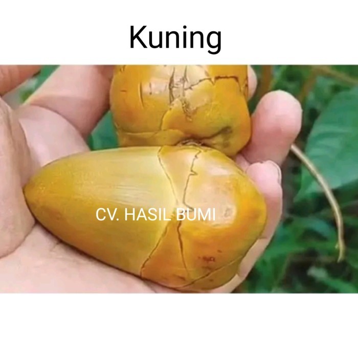 

beluluk kelapa kecil tembuluk fresh obat diabetes Hijau dan kuning - Kuning