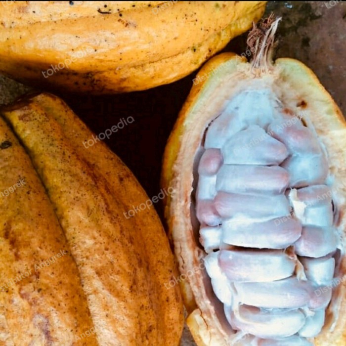 

buah coklat tua atau matang utuh