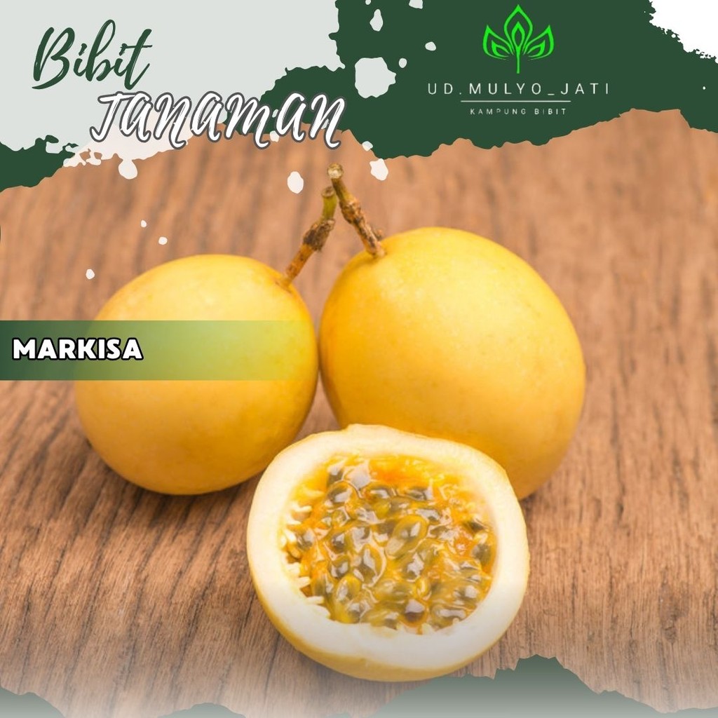 Bibit Markisa Kuning Manis Super Legit