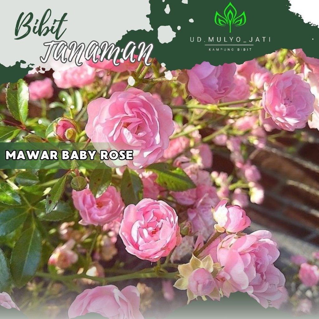 Bibit Mawar Baby Rose Tanaman Bunga Hidup