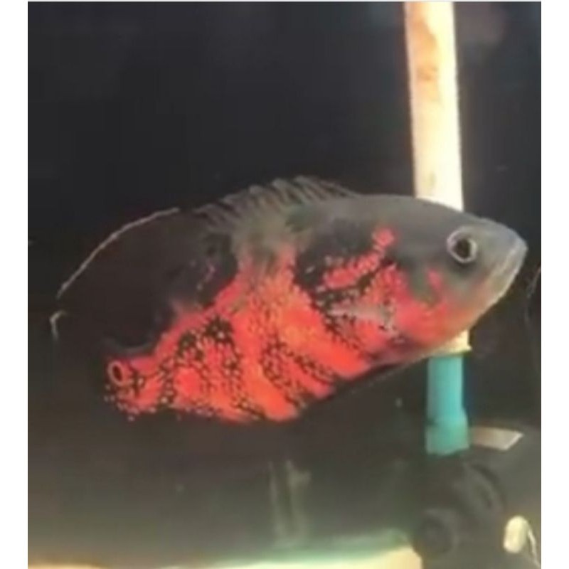 ikan Oscar Tiger Red