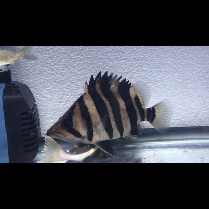 Datz Sumatra 4 Bar simetris ( good marking ) 25cm