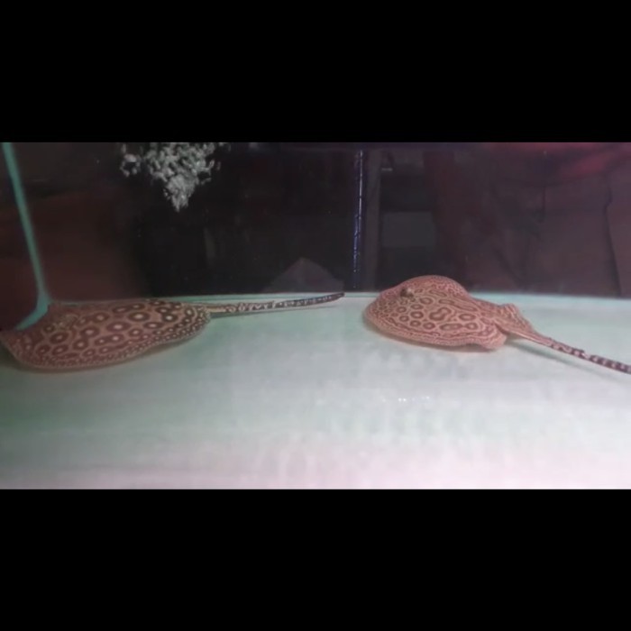 Pari air tawar pearl diameter 15cm