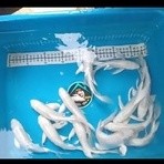 Koi Platinum Slayer