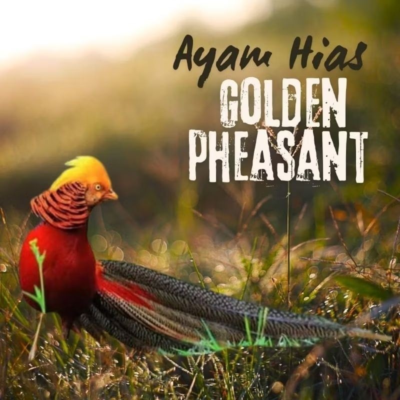 

telur ayam golden pheasant asli bisa untuk di tetaskan