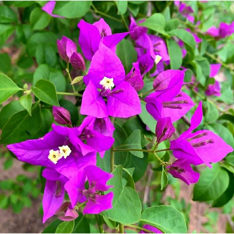 Bunga Hias Bougenville SGP Singapore Ungu BIBIT