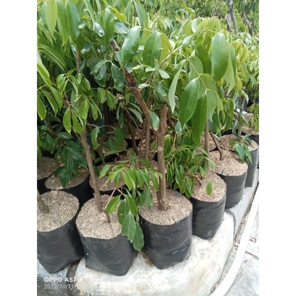 BIBIT LECI MERAH/LECI KOM BATANG BESAR INDUKAN COCOK DI POT/TABULAMPOT