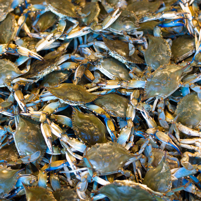 

Kepiting Hidup 1kg - Kepiting Betina & Jantan, Segar & Bergizi
