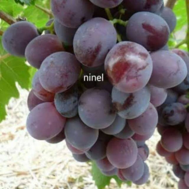 BIBIT ANGGUR IMPORT NINEL ( BIBIT ANGGUR NINEL )