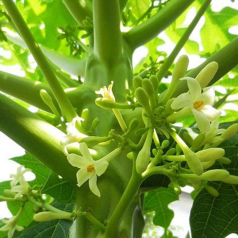 

Bunga Pepaya Segar 250Gram