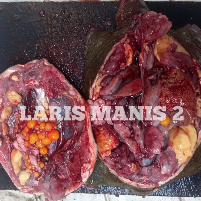 SALE -daging pio bulus labi labi 1000gram