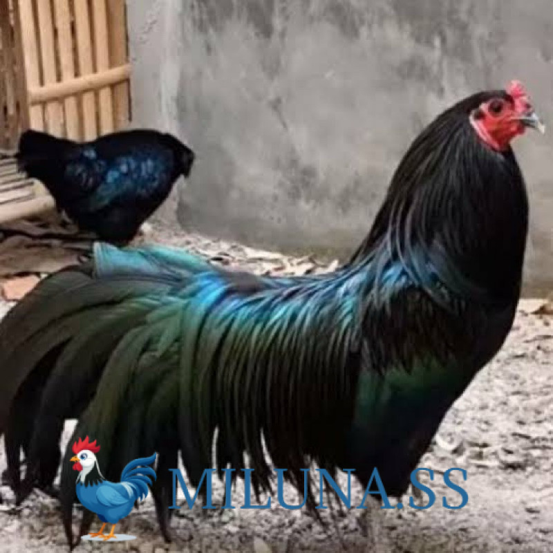 

FERTIL TELUR AYAM BLACK SUMATRA UNTUK DI TETASKAN