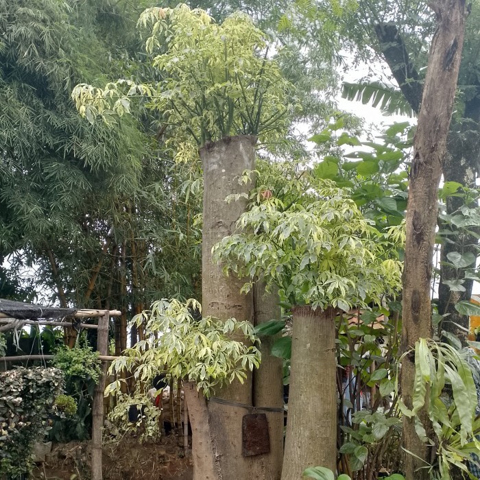 Tanaman Bonsai Randu Varigata Besar