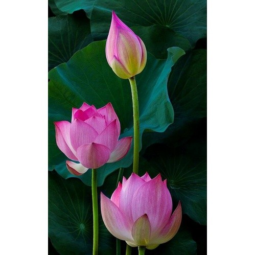Nelumbo nucifera - bibit bunga teratai lotus