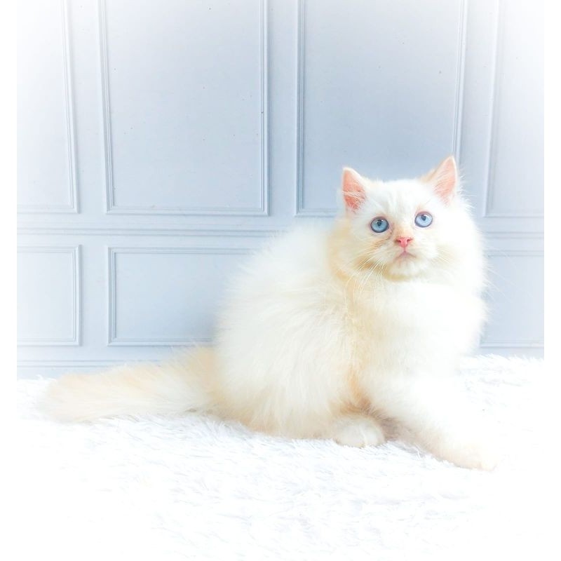 KUCING PERSIA KITTEN/MUNCHKIN