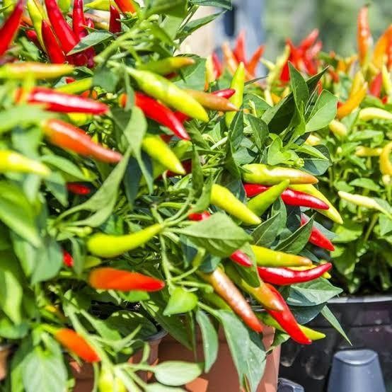 tanaman hias cabe rawit- Tanaman Rempah Bumbu dapur