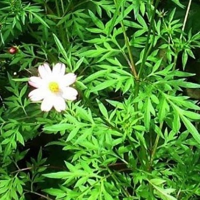 BIBIT POHON DAUN KENIKIR/ DAUN SURING