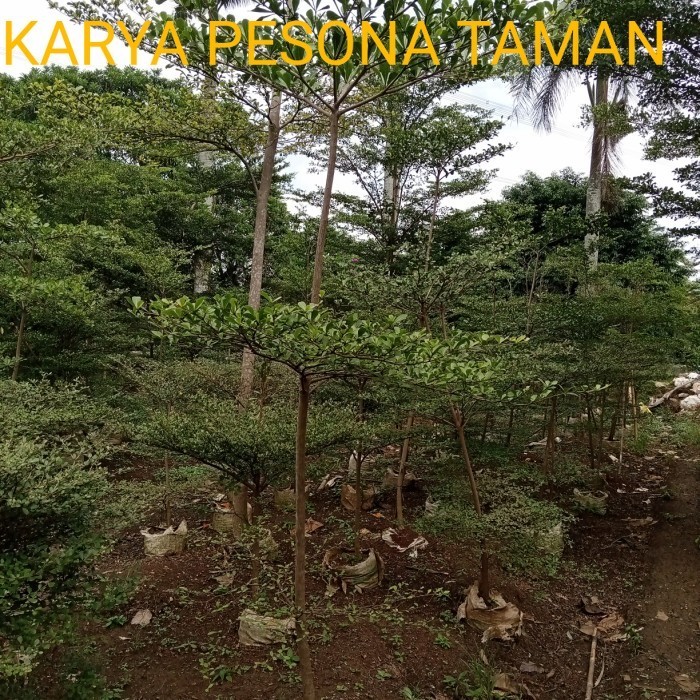tanaman hias pohon ketapang kencana 3 meter