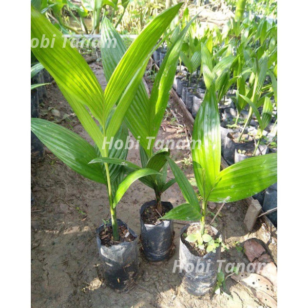 bibit pinang bibit jambe bibit palem pinang palem jambe bibit pinang jambe bibit pinang merah