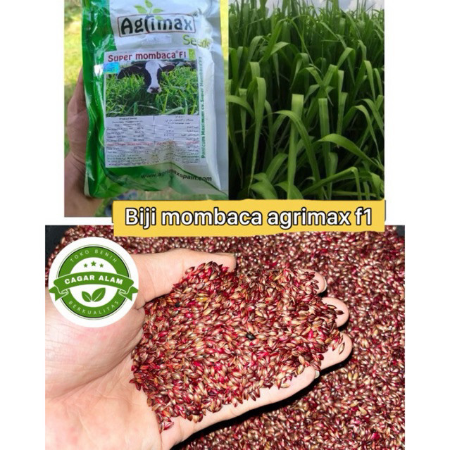 Benih super mombaca F1 1kg biji agrimax spanyol