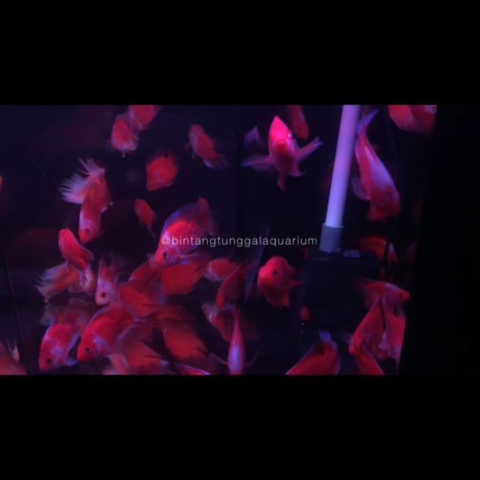 Red Parrot santa 10cm