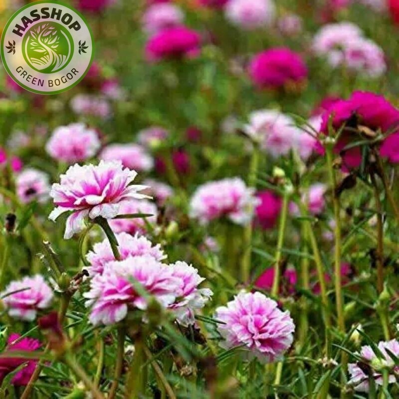 25 Batang mossrose krokot tumpuk sudah berakar
