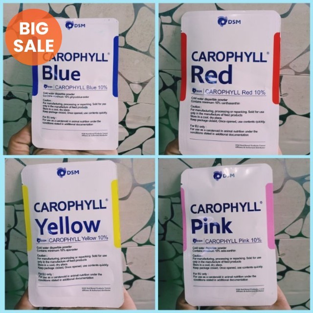 Pigmen mutasi warna blue yellow pink red / pigmen mutasi / pigmen mutasi warna ikan