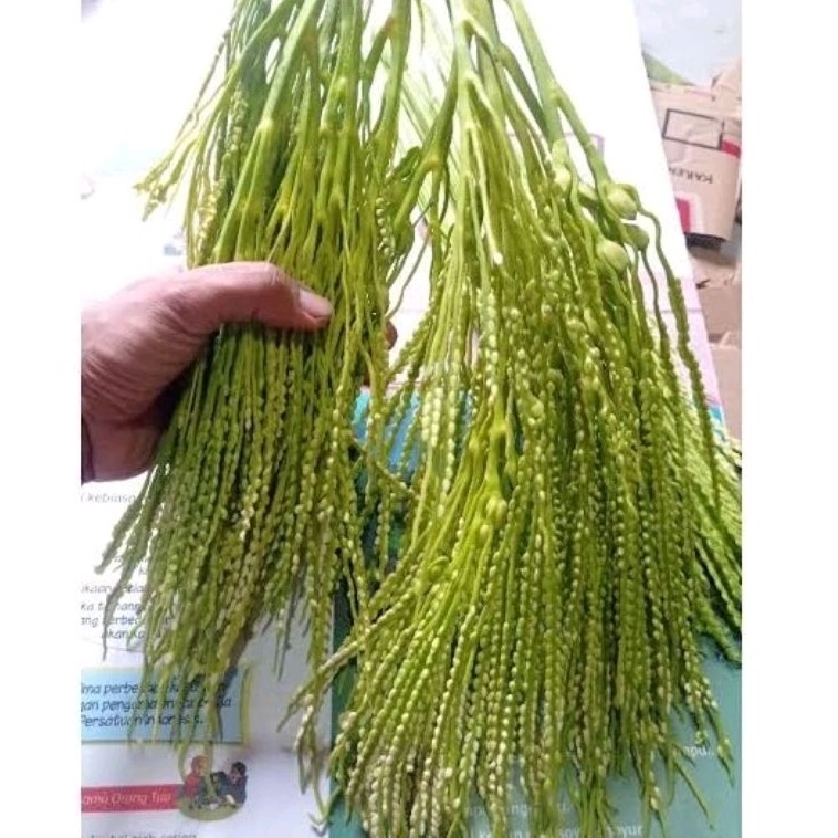 

JUAL herbal bunga pinang segar 500gram Kembang Jambe - Kembang Pinang .