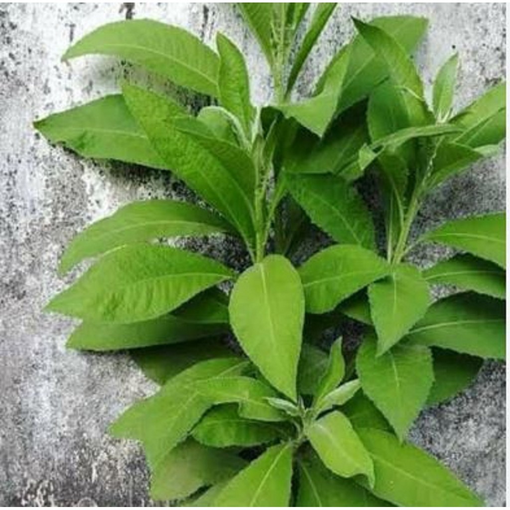 

Daun Sembung Segar Herbal Fresh per 100gram