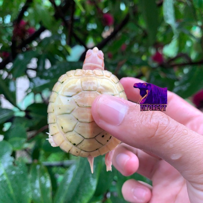 SALE -KURA KURA RES ALBINO size besar 5 CM PELLET bukan baby